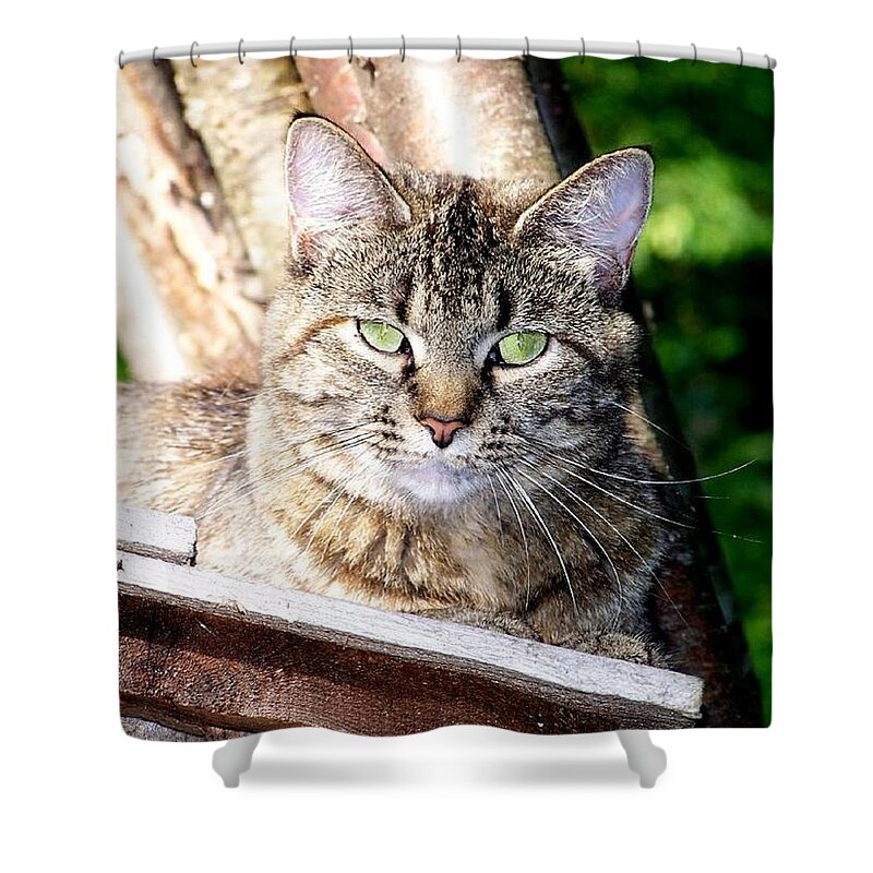 Cat Shower Curtain featuring the photograph Green Eye stare down by Kim Galluzzo