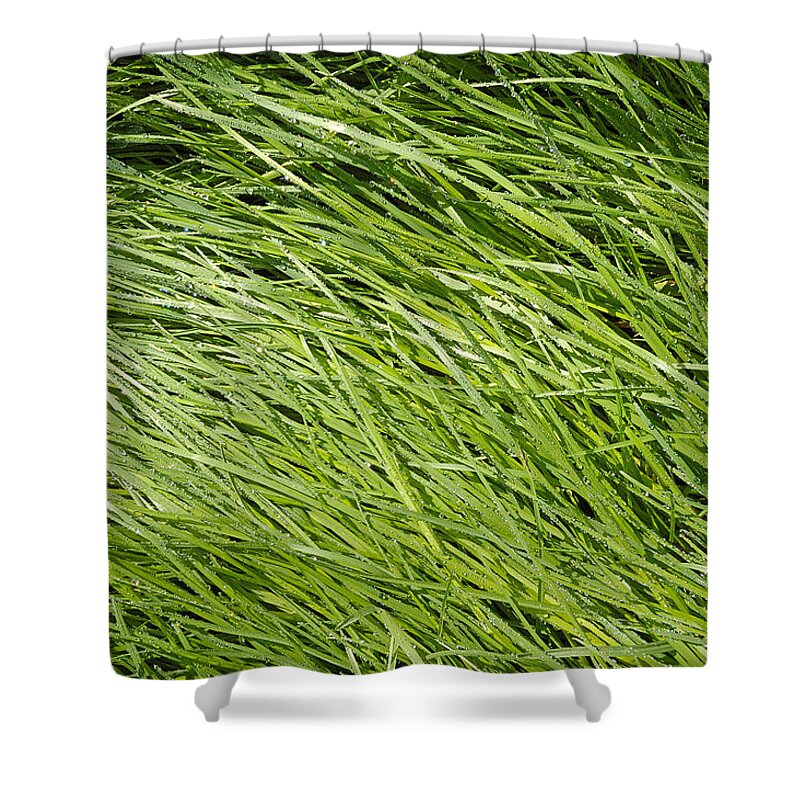 Grass Shower Curtain featuring the photograph Green Grass by Matthias Hauser
