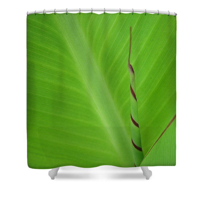 Green Leaf Shower Curtain featuring the photograph Green Leaf with Spiral New Growth by Nikki Marie Smith