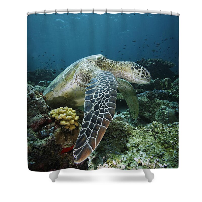 Mp Shower Curtain featuring the photograph Green Sea Turtle Chelonia Mydas by Hiroya Minakuchi