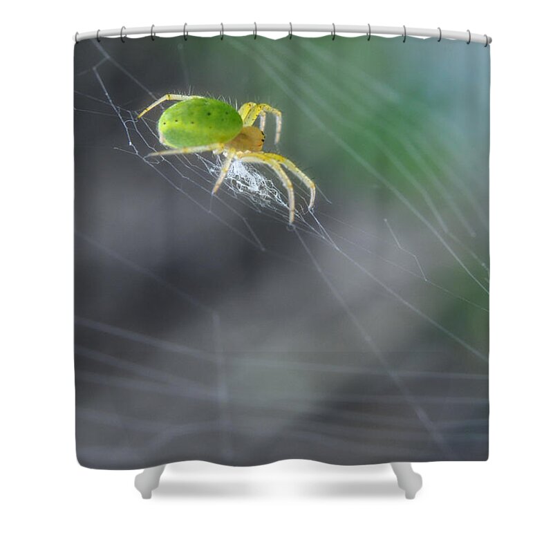 Yhun Suarez Shower Curtain featuring the photograph Green Spider 1.0 by Yhun Suarez