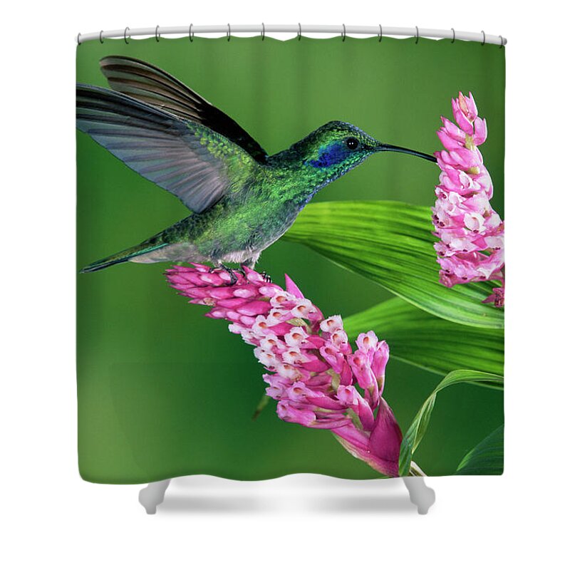 Mp Shower Curtain featuring the photograph Green Violet-ear Colibri Thalassinus by Michael & Patricia Fogden