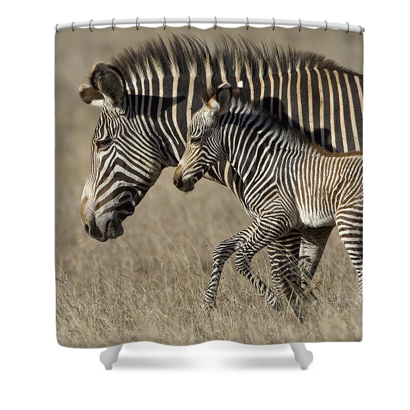 00438570 Shower Curtain featuring the photograph Grevys Zebra And Foal Lewa Wildlife by Suzi Eszterhas