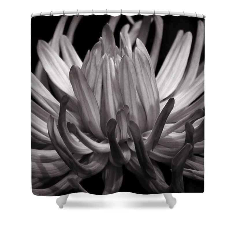 Black And White Shower Curtain featuring the photograph Grey Dahlia by Deborah Runham