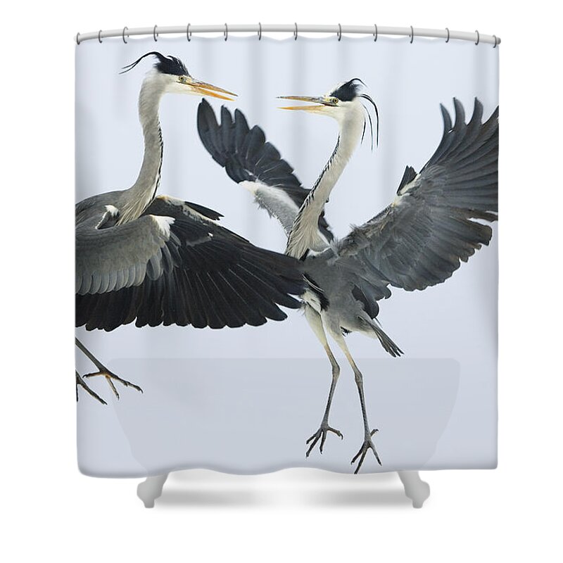 Mp Shower Curtain featuring the photograph Grey Heron Ardea Cinerea Pair Fighting by Konrad Wothe