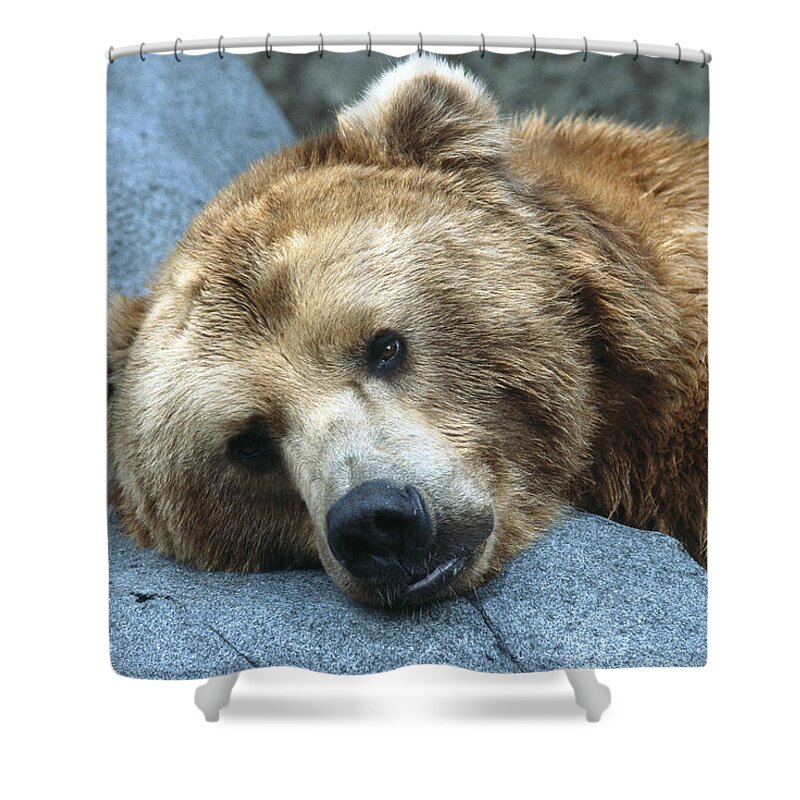 Bear Shower Curtain featuring the photograph Grizzly Bear Ursus Arctos Horribilis by San Diego Zoo