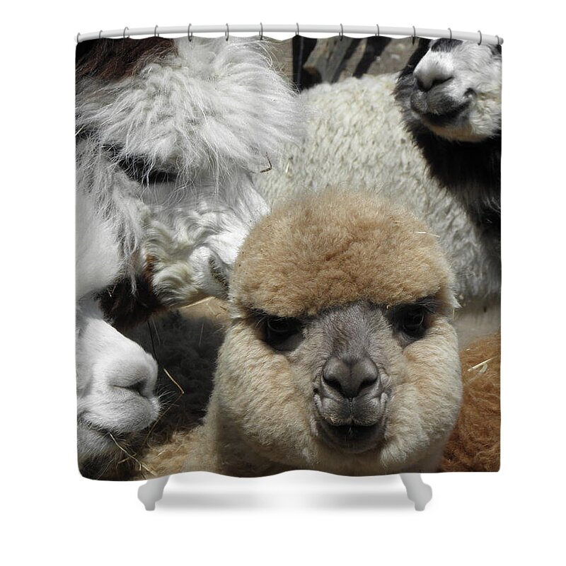 Alpaca Shower Curtain featuring the photograph Group hug by Kim Galluzzo