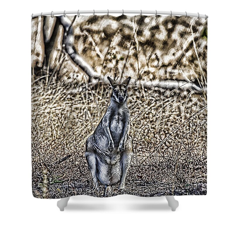 Wallaby Shower Curtain featuring the photograph Guess Who by Douglas Barnard