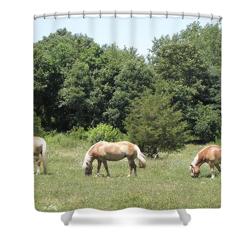 Hafflinger Horses Shower Curtain featuring the photograph Hafflinger Family by Kim Galluzzo