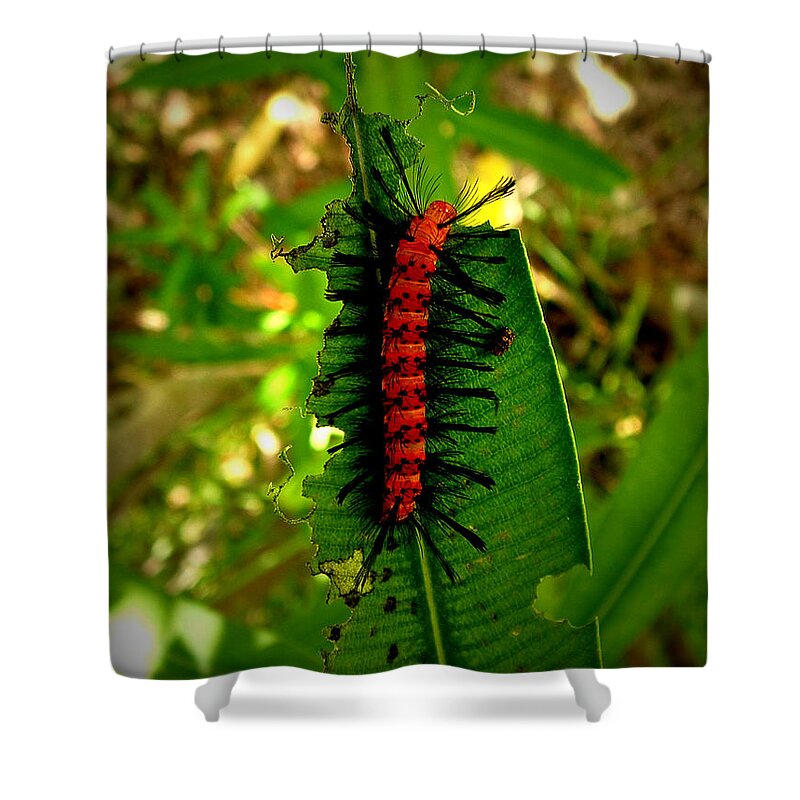 Caterpillar Shower Curtain featuring the photograph Hairbrush by David Weeks