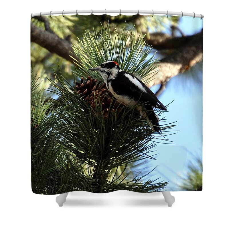 Woodpecker Shower Curtain featuring the photograph Hairy Woodpecker on Pine Cone by Dorrene BrownButterfield
