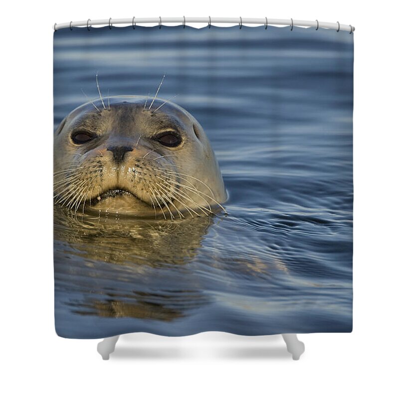 00429652 Shower Curtain featuring the photograph Harbor Seal Elkhorn Slough Monterey by Sebastian Kennerknecht