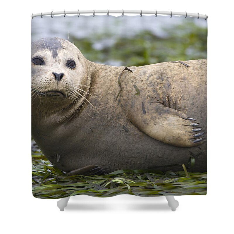 00450751 Shower Curtain featuring the photograph Harbor Seal Monterey Bay California by Suzi Eszterhas