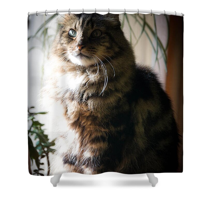 Cat Shower Curtain featuring the photograph Harvey Wallbanger by Trish Tritz