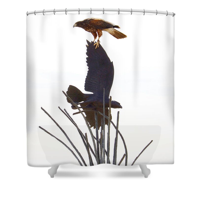 Hawk Shower Curtain featuring the photograph Hawk on statue by Rebecca Margraf