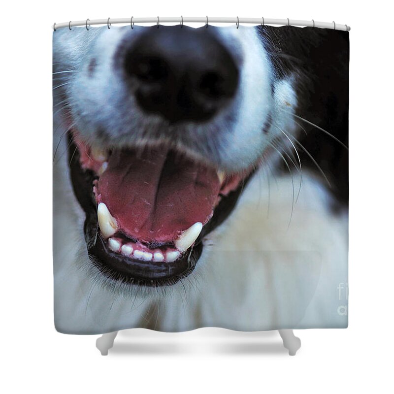 Photography Shower Curtain featuring the photograph Healthy Canines by Kaye Menner