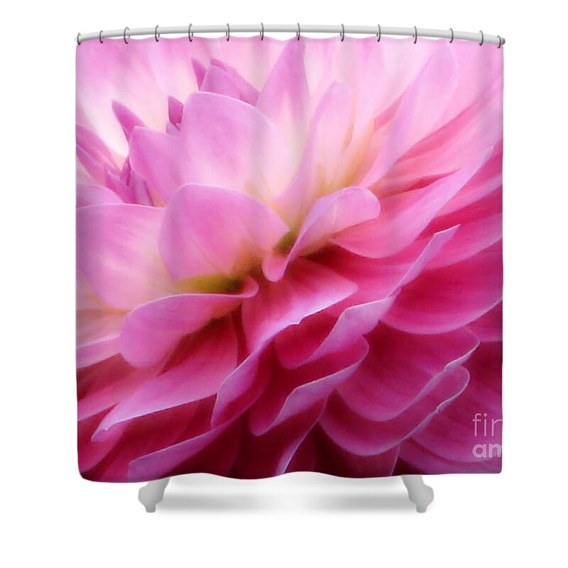 Dahlia Shower Curtain featuring the photograph Heaven by Rory Siegel