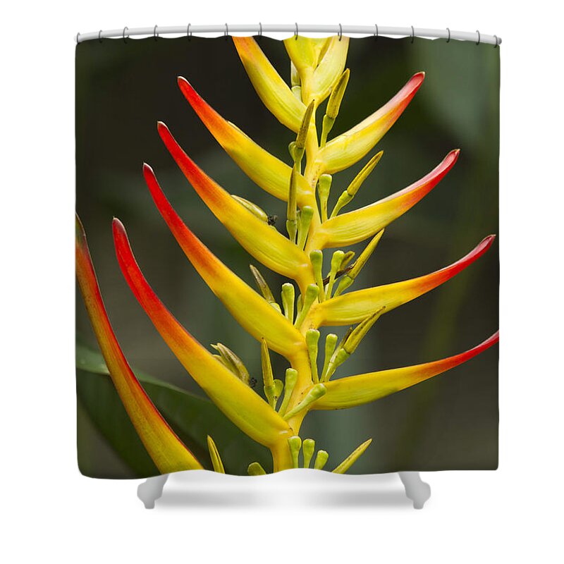 Heliconia Shower Curtain featuring the photograph Heliconia Gloriosa by Heiko Koehrer-Wagner