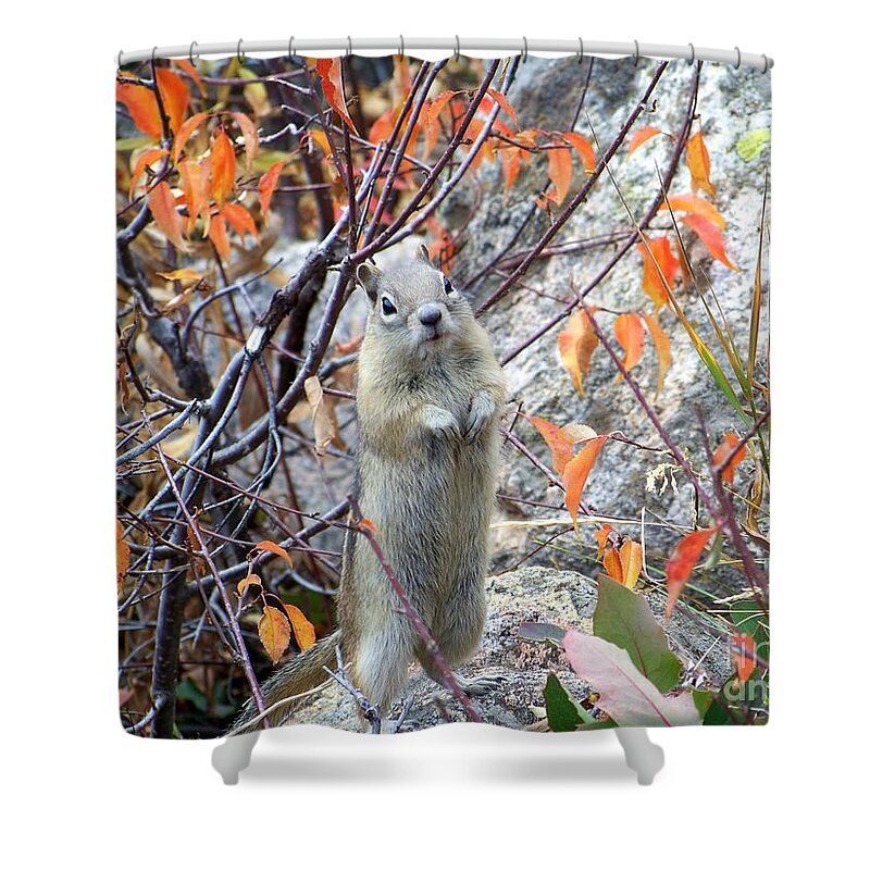 Ground Squirrel Shower Curtain featuring the photograph Hey There by Dorrene BrownButterfield