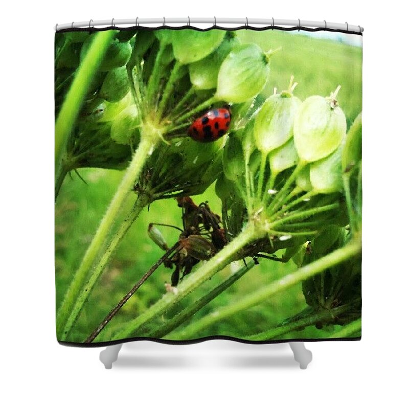 Ladybird Shower Curtain featuring the photograph Hiding by Vicki Field