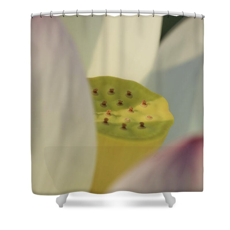 Kenilworth Aquatic Park Shower Curtain featuring the photograph Hindu Lotus by Perla Copernik