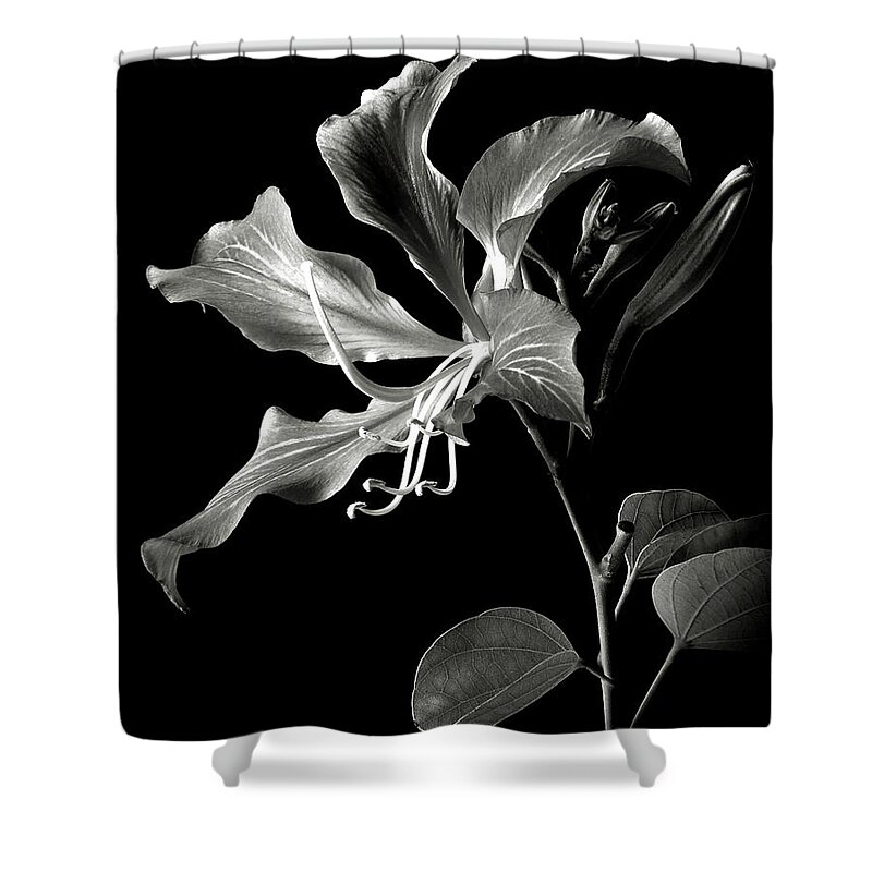 Flower Shower Curtain featuring the photograph Hong Kong Orchid in black and White by Endre Balogh