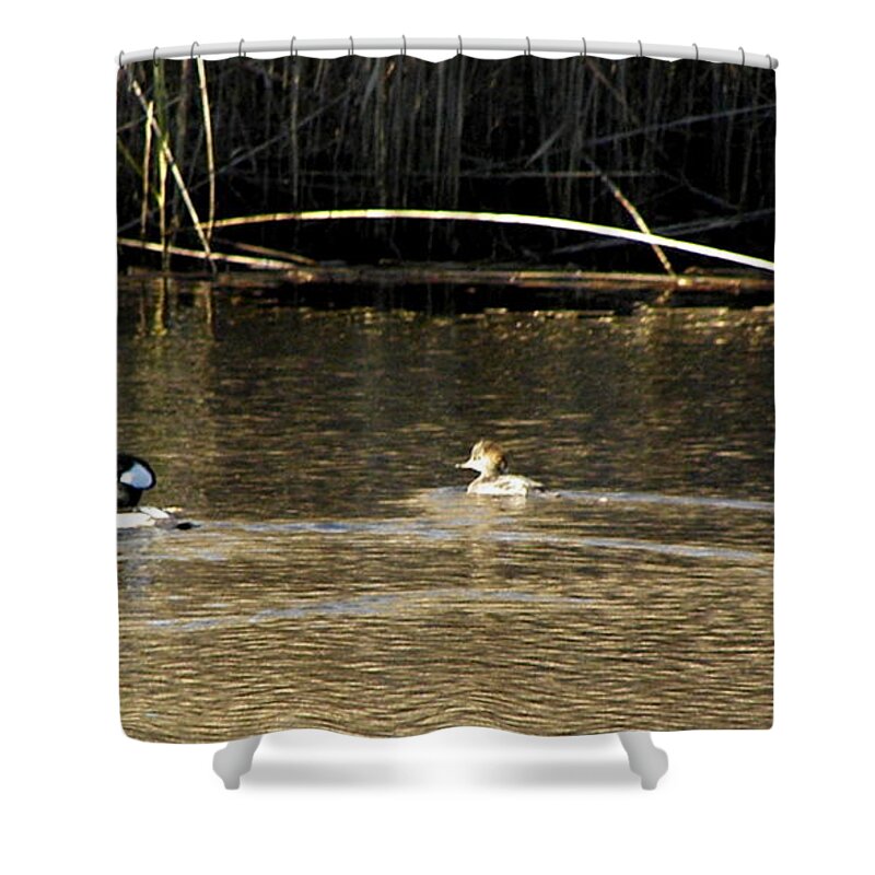 Hooded Shower Curtain featuring the photograph Hooded Mergansers by Kim Galluzzo Wozniak