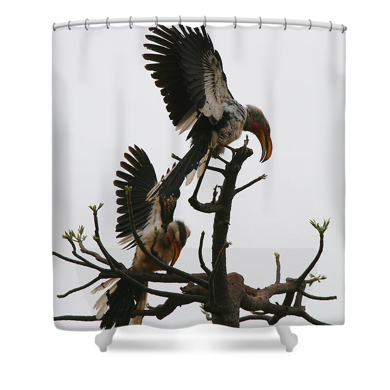 Hornbill Shower Curtain featuring the photograph Hornbill Courtship by Bruce J Robinson