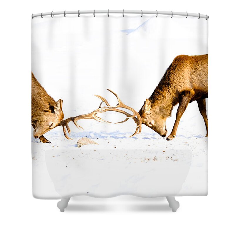 Wapiti Shower Curtain featuring the photograph Horns a Plenty by Cheryl Baxter