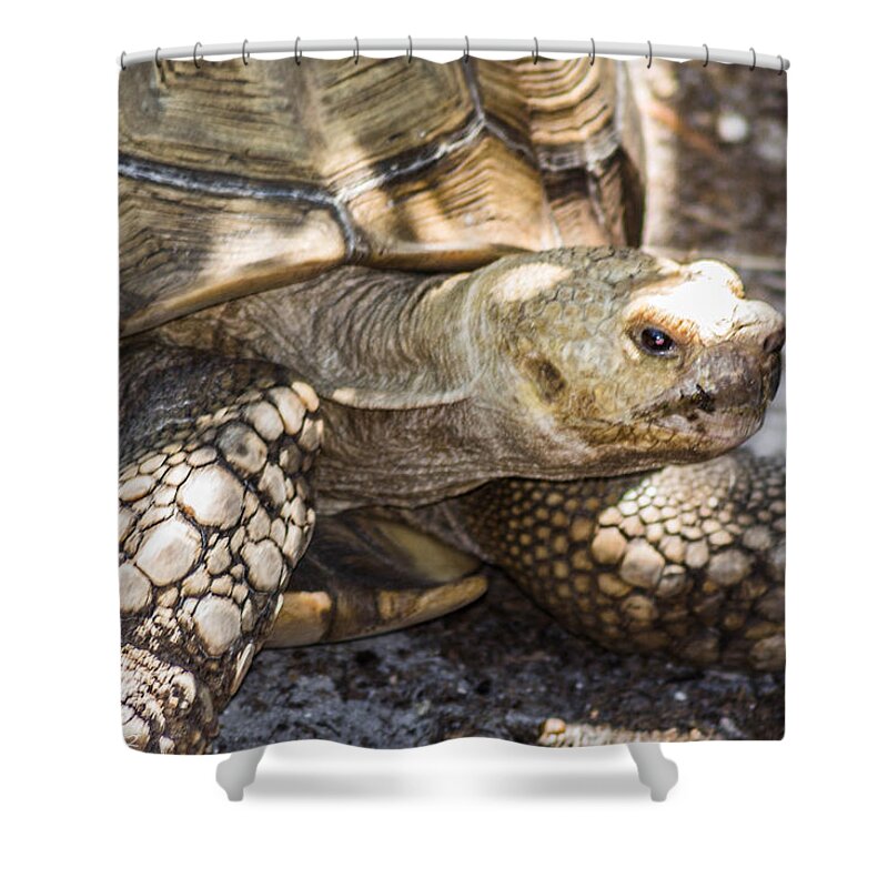 Turtle Shower Curtain featuring the photograph How old am I by Shannon Harrington