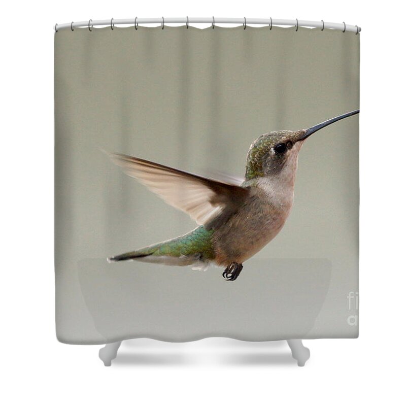 Birds Shower Curtain featuring the photograph Hummingbird in flight by Lori Tordsen