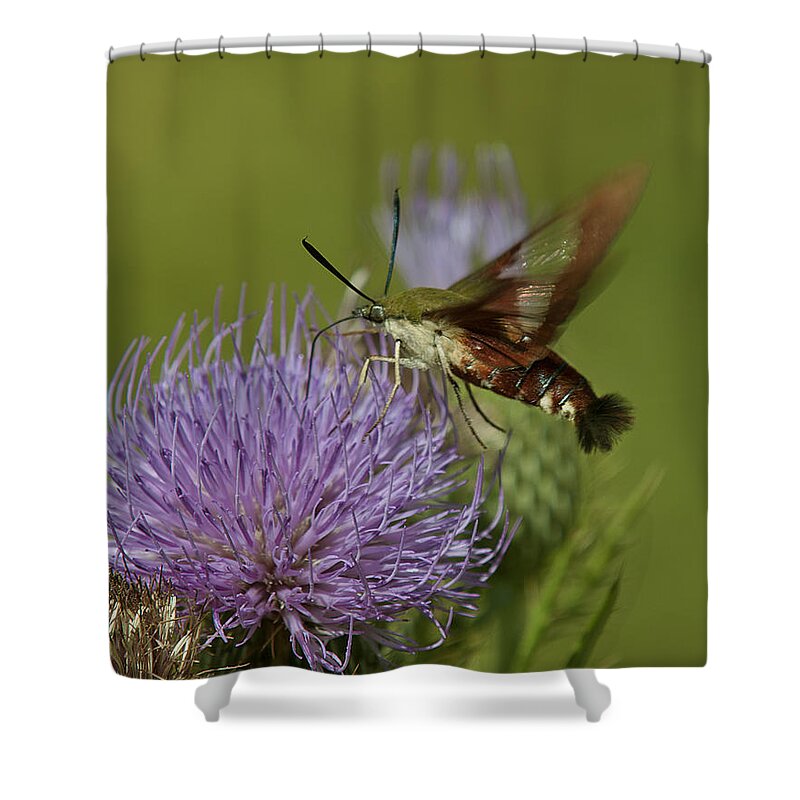 Nature Shower Curtain featuring the photograph Hummingbird or Clearwing Moth DIN178 by Gerry Gantt