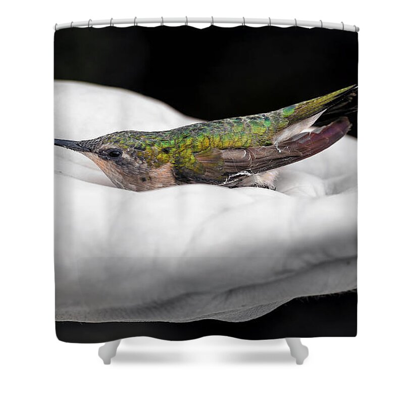 Hummingbird Shower Curtain featuring the photograph Hummingbird Rescue by Bill and Linda Tiepelman