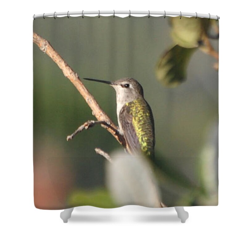 Anna's Hummingbird Shower Curtain featuring the photograph Hummingbird Resting at Dusk by Susan Stevens Crosby