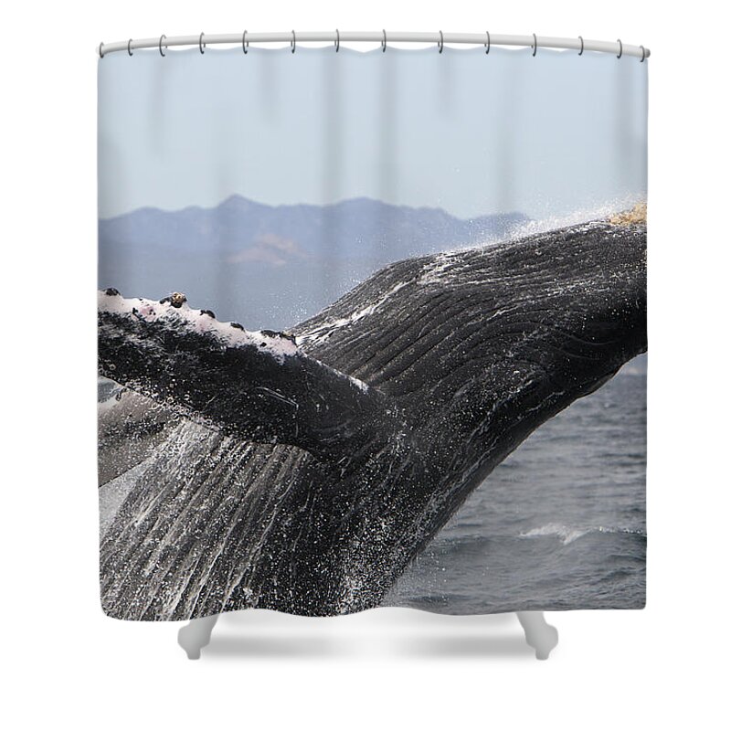 00448010 Shower Curtain featuring the photograph Humpback Whale Breaching Baja by Suzi Eszterhas