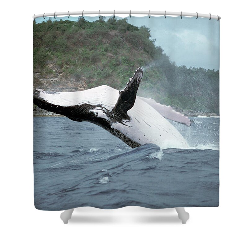 Mp Shower Curtain featuring the photograph Humpback Whale Megaptera Novaeangliae by Mike Parry