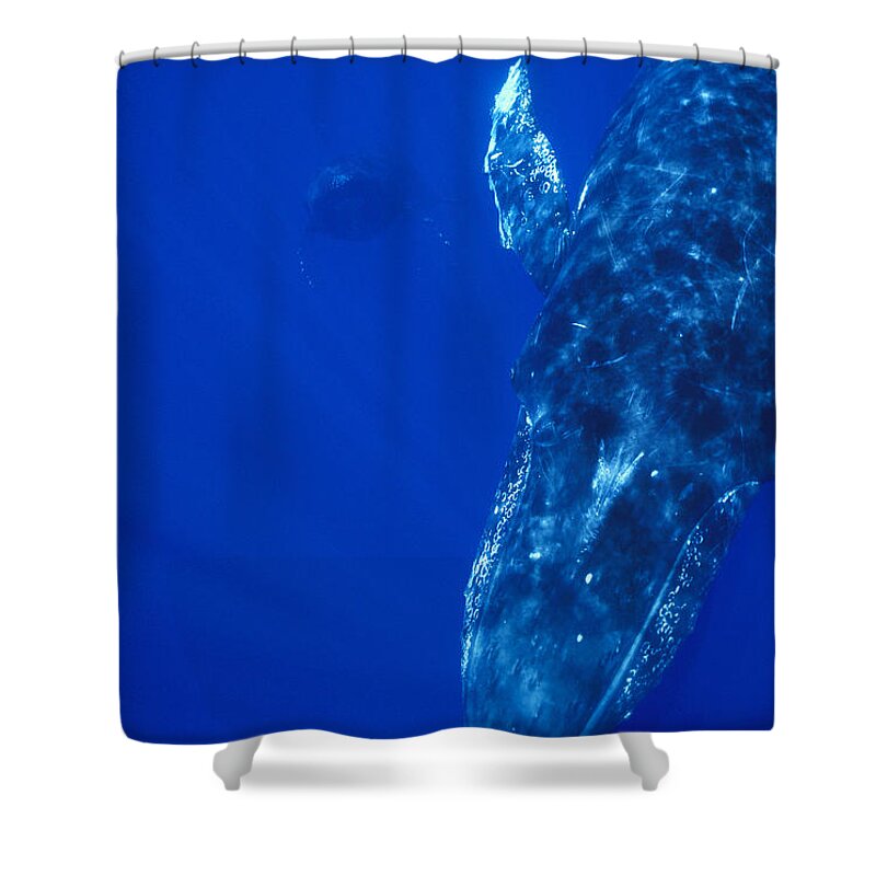 00128631 Shower Curtain featuring the photograph Humpback Whale Singer And Joiner Maui by Flip Nicklin