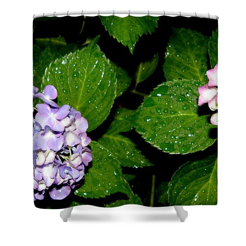 Hydrangea Shower Curtain featuring the photograph Hydrangea at night in all its beauty by Kim Galluzzo