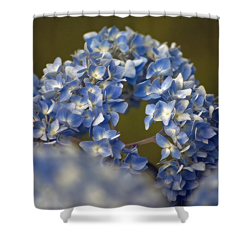 Hydrangea Shower Curtain featuring the photograph Hydrangea by Elsa Santoro