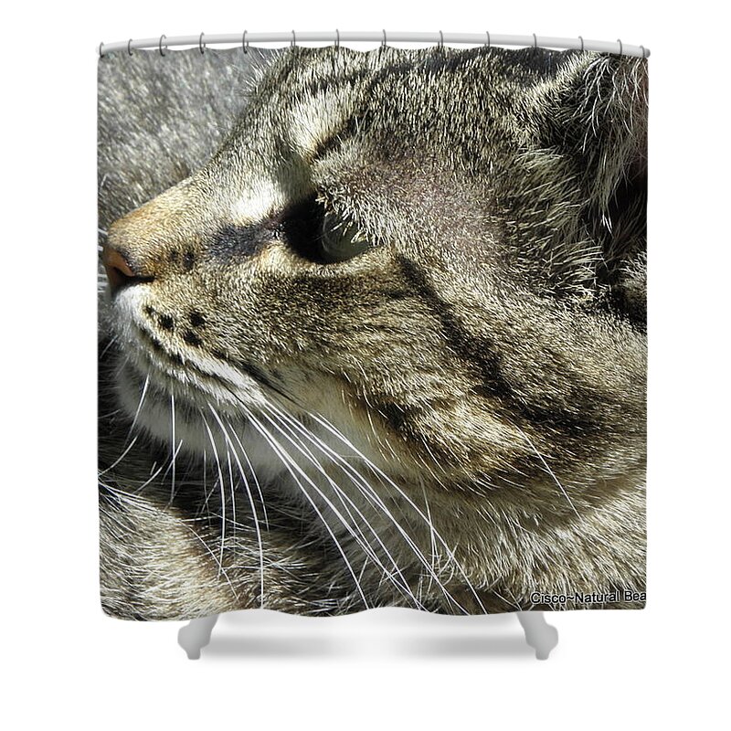 Cat Shower Curtain featuring the photograph I am not looking by Kim Galluzzo Wozniak