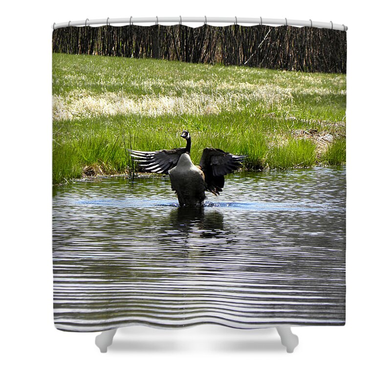 Pond Shower Curtain featuring the photograph I can flap I can flap by Kim Galluzzo