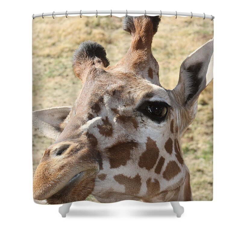 Giraffe Shower Curtain featuring the photograph I see you by Kim Galluzzo Wozniak