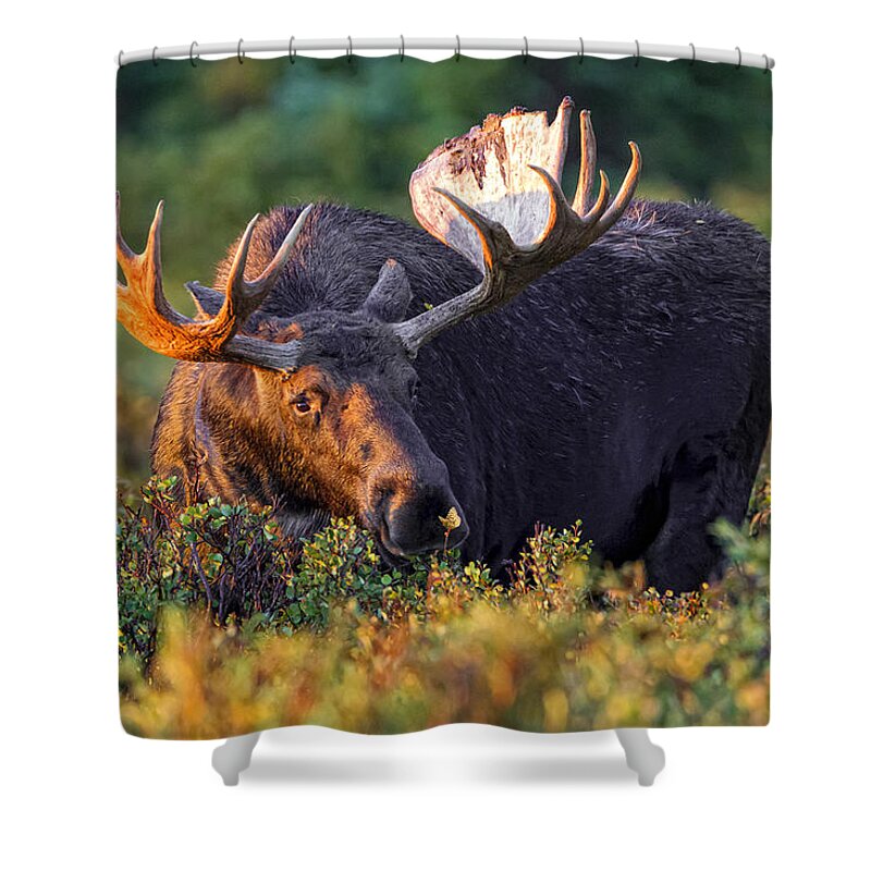 Moose Shower Curtain featuring the photograph I wish I could fly. by Fred J Lord