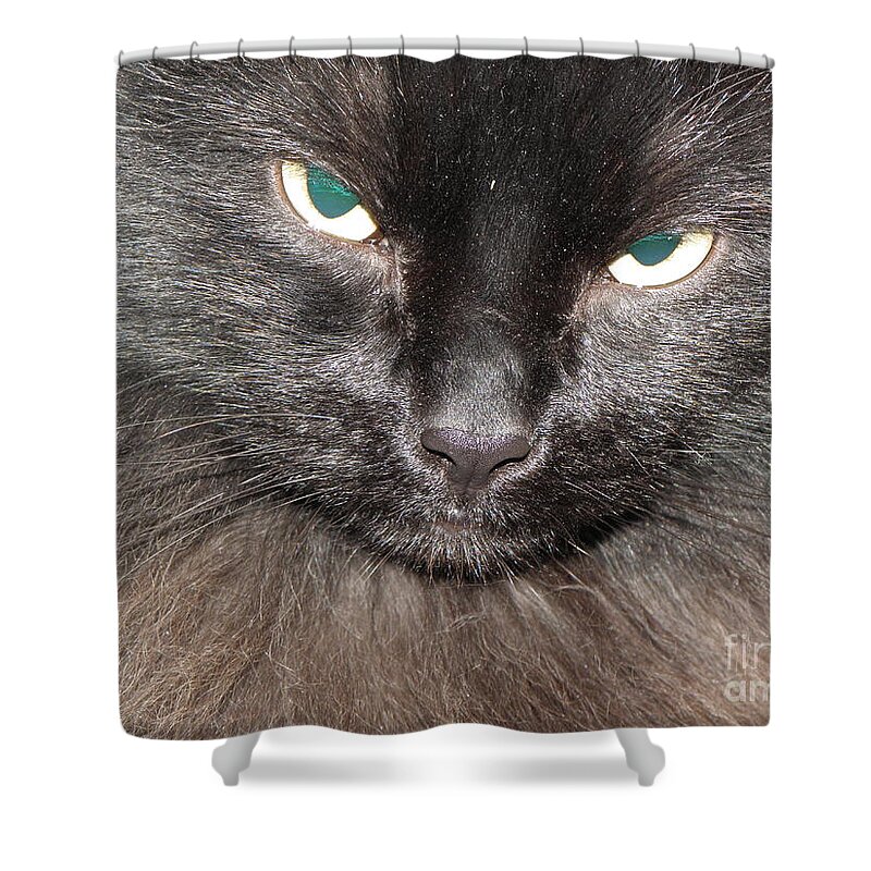 Cat Shower Curtain featuring the photograph If Looks Could Kill by Kim Galluzzo