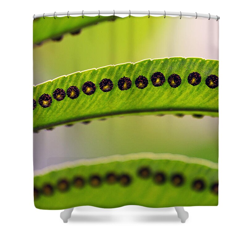 Fern Shower Curtain featuring the photograph In the Woods by Melanie Moraga