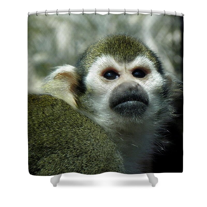 Monkey Shower Curtain featuring the photograph In Thought by Kim Galluzzo