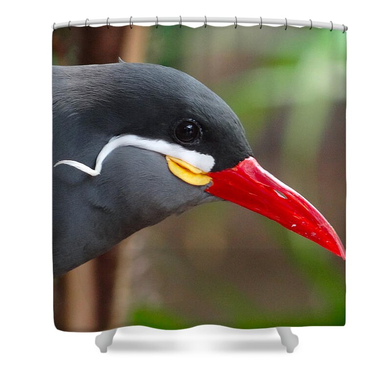 Bird Shower Curtain featuring the photograph Inca Tern by Julia Wilcox