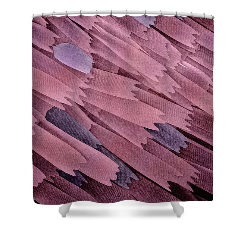 Mp Shower Curtain featuring the photograph Indian Meal Moth Plodia Interpunctella by Albert Lleal