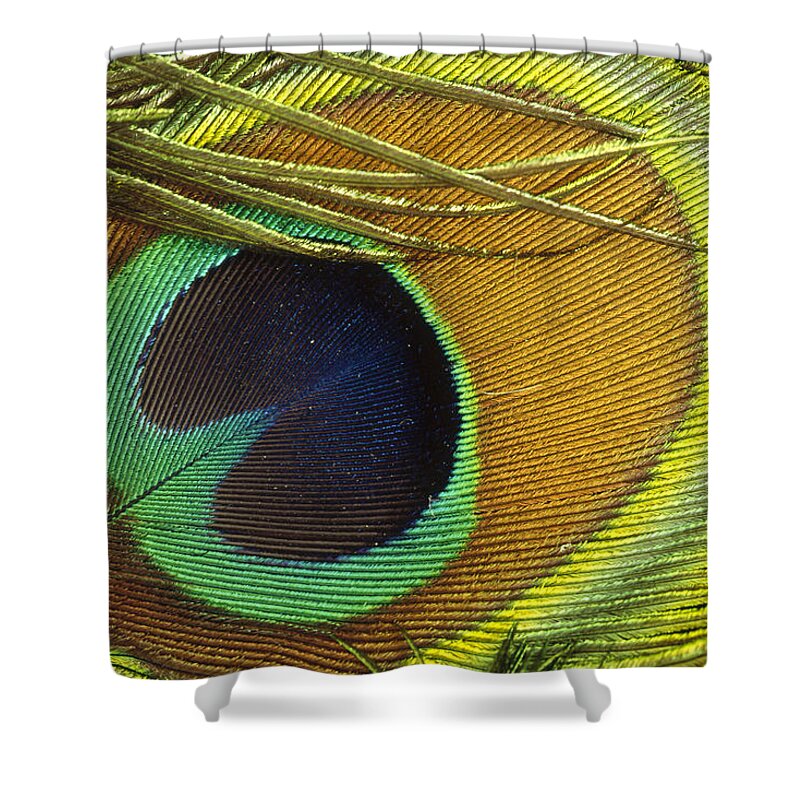 Mp Shower Curtain featuring the photograph Indian Peafowl Pavo Cristatus Male by Gerry Ellis