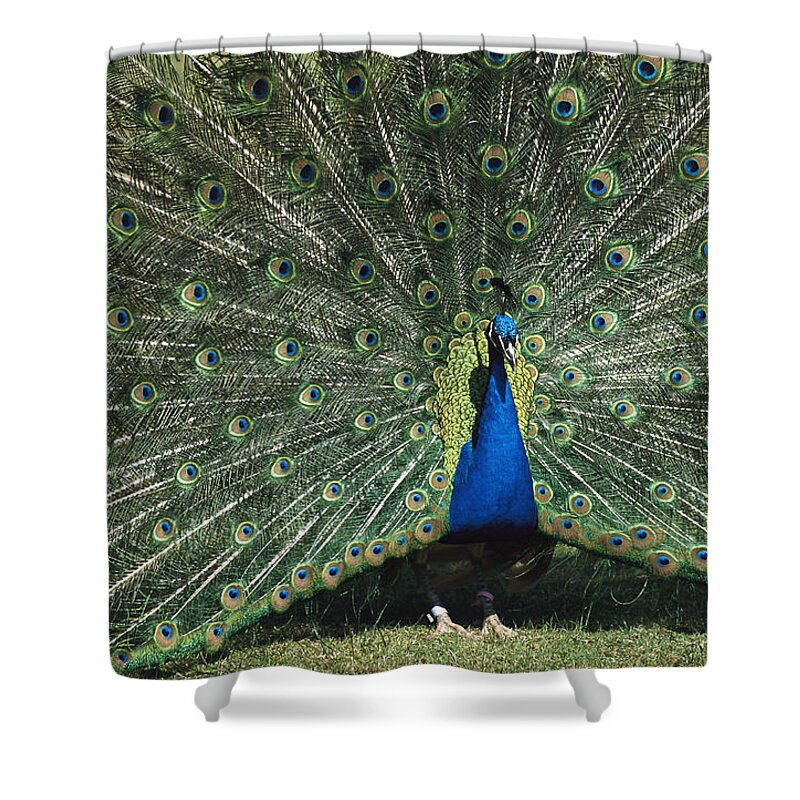 Mp Shower Curtain featuring the photograph Indian Peafowl Pavo Cristatus Male by Konrad Wothe